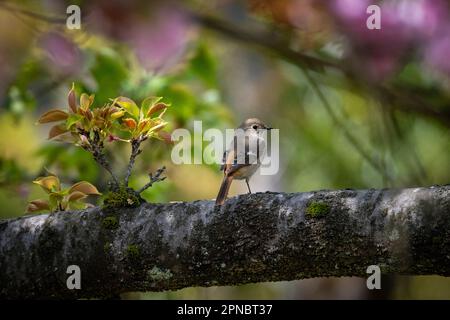 A female Daurian Redstart seen in the Japanese Cherry Blossom gardens ...