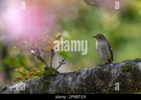 A female Daurian Redstart seen in the Japanese Cherry Blossom gardens ...