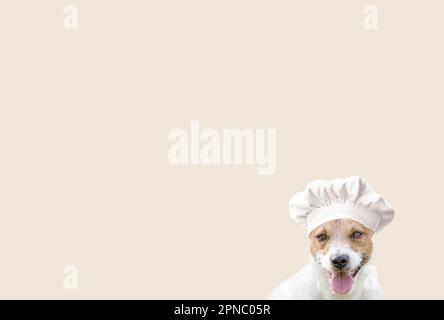Funny dog wearing chef cook hat. Background for dogs feeding and pets eating food concepts. Stock Photo