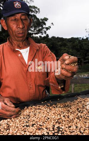 Drying of coffee beans in the sun. Coffee processing at the Finca El Carmen. El Salvador, Central America. Stock Photo