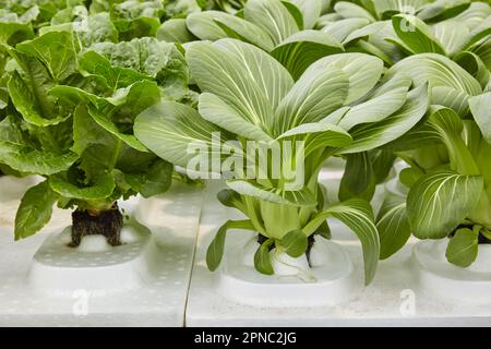 Hydrophonic growth system on water with vegetables in a greenhouse Stock Photo