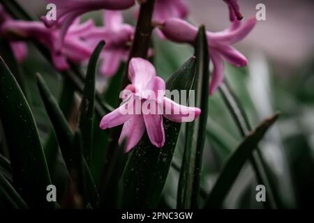 Pink heacinth flowers in flower bed in spring after rain Stock Photo