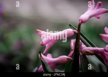 Pink heacinth flowers in flower bed in spring after rain Stock Photo