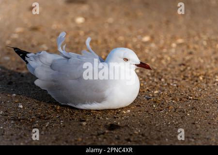 Single Silver Gull, sitting on the sand Stock Photo