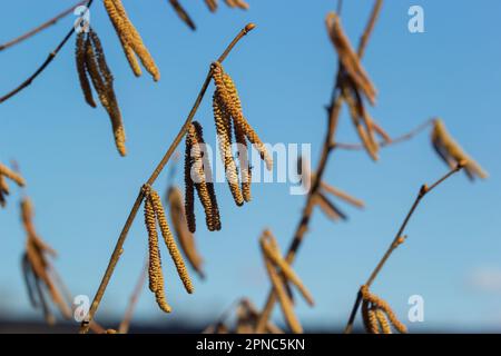 First signs of spring. Hazel, European filbert Corylus avellana opened flower buds and catkins on the eve of spring. Stock Photo