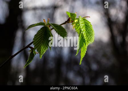 Young green leaves of Carpinus betulus, the European or common hornbeam. Beautiful twigs on blurred brown spring background. Nature concept for any de Stock Photo