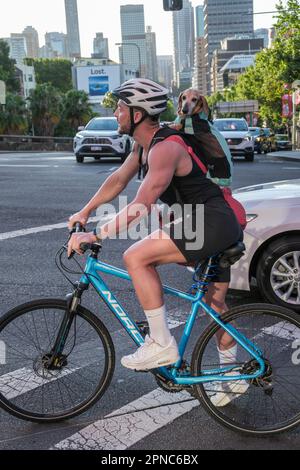 A cyclist and his dog waiting for the lights to change, William Street, Kings Cross, Sydney, Australia Stock Photo