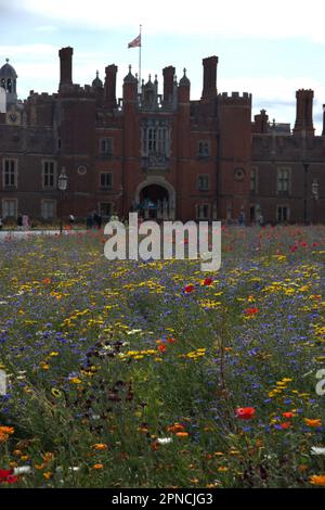 Wild Flowers Outside Hampton Court Palace Stock Photo - Alamy