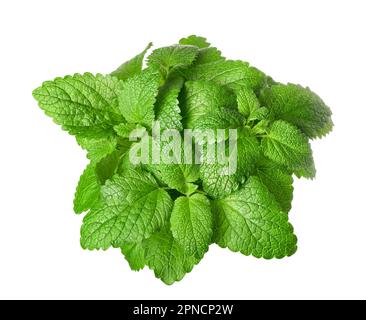 fresh green lemon balm on white background Stock Photo - Alamy