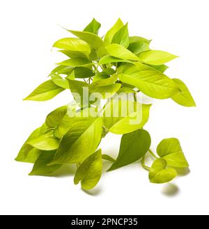 Neon pothos plant isolated on white background Stock Photo