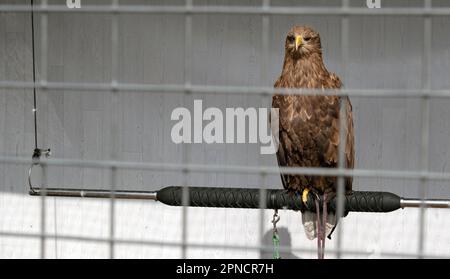 Bird of prey in captivity, behind bars Stock Photo