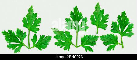 3d rendering - Chopped parsley leaves isolated on white background high quality details Stock Photo