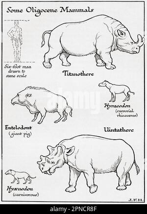 entelodont