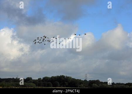 Pink Footed Geese flying across farmland near the Leeds Liverpool Canal Rufford Lancashire England Stock Photo