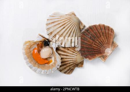 Very fine molluscs with a sweet and delicate flavor scallops are