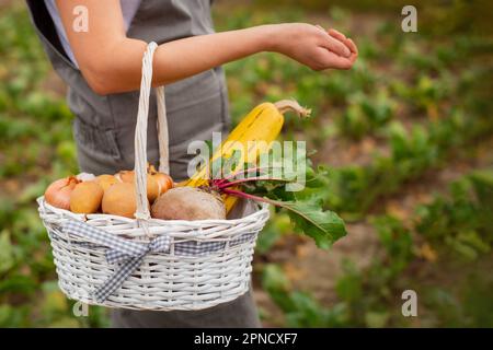 close up farmer pick up ripe vegetables in basket in fields. fresh beets, zucchini, potatoes, onions from farm to table Stock Photo