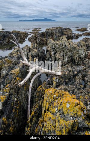 Driftwood on the rocks at Pukerua Bay and view towards, Kapiti Island, Kapiti Coast, Wellington Region, North Island, New Zealand Stock Photo
