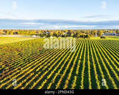 Coonawarra Landscape near Penola in Australia Stock Photo