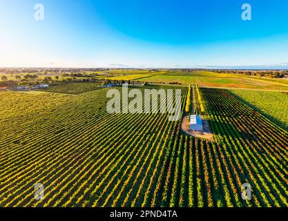 Coonawarra Landscape near Penola in Australia Stock Photo