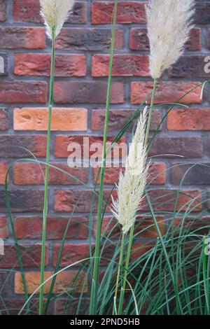 Fluffy cane on the background of a red brick wall. Close-up, selective focus. Panicles of pampas grass for decorative interior plants, idea for a desi Stock Photo