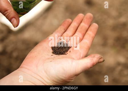 Closeup view of seed on the female hand. Farmer holds the seeds in his palms against the backdrop of fertile soil. Stock Photo