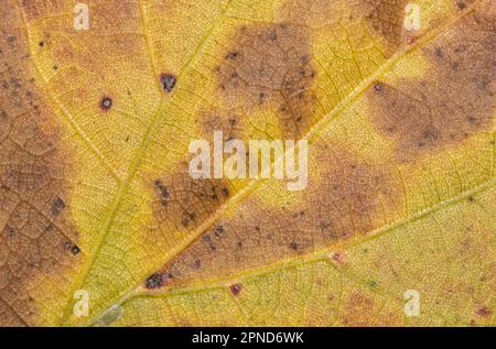 Single dead oak leaf, detailed macro with discoloration, markings and spots on surface area. Abstract fall leaves background image. Stock Photo