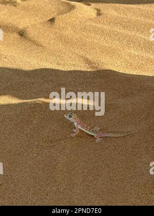 namib dune gecko in the Namib desert Stock Photo