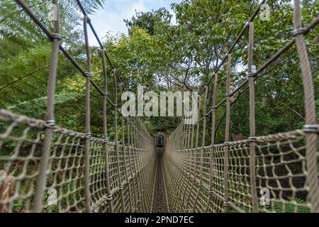 A rope bridge in the Lost Gardens of Helligan on the 30th October 2022 in Pentewan, Cornwall, England. Credit: SMP News Stock Photo