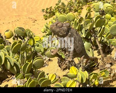 chameleon amidst succulents in a desert of Namibia Stock Photo