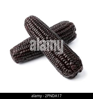 Pair of fresh cooked black corn cob isolated on white background close up Stock Photo