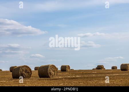 agricultural field with prickly straw from wheat, the grain from which was collected for food, wheat field on a Sunny summer day, sky Stock Photo