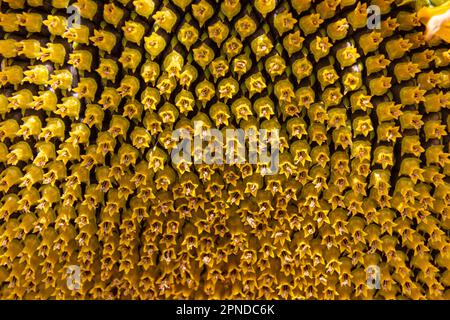 sun flowers seeds close up background sunny day on the agrocultural field. Stock Photo