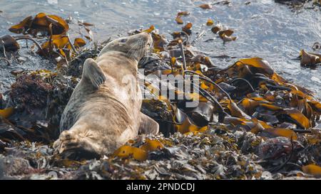 Atlantic grey seal adult female, Skomer Island, Pembrokeshire, Wales, UK Stock Photo