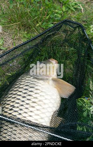 View of a caught carp lying in a landing net on a lake Stock Photo