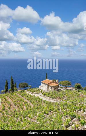 Vineyard Landscape at Shore on Island of Elba,Tuscany,mediterranean Sea,Italy Stock Photo