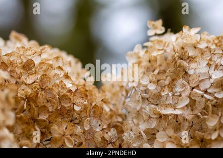 close up of hydrangea arborsecens commonly known as smooth hydrangea wild hydrangea sevenbark or sheep flower in winter with a blurred background Stock Photo