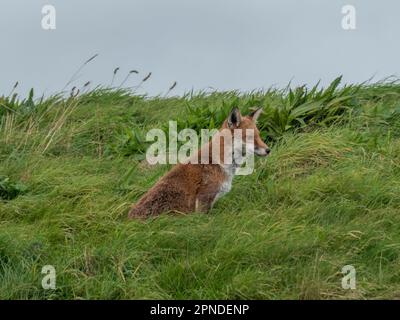 pretty red fox sitting in the english countryside Stock Photo