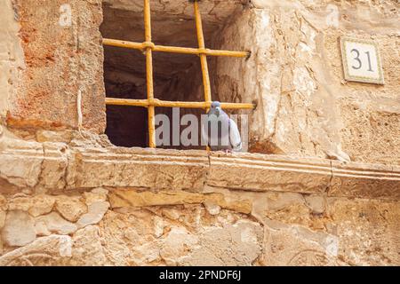 A single pigeon on a ledge by a barred window at the Damascus Gate in East Jerusalem Palestine Stock Photo
