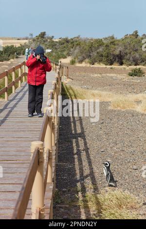 A tourist takes photos of a Magellanic Penguin at the Punta Tombo Penguin Colony Reserve, Chubut, Patagonia Argentina. Stock Photo