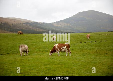 shetland cattle green field overcast day isle of skye scotland highlands uk Stock Photo