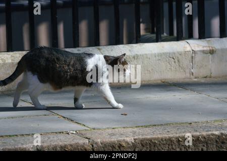 Larry, a grey and white tabby cat and Chief Mouser, enjoys the morning sun in Downing Street. Stock Photo
