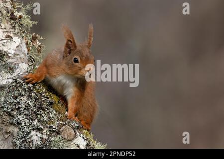Red Squirrel (Sciurus vulgaris) on lichen covered tree trunk silver birch (Betula pendula) Insh Highland Scotland UK GB April 2023 Stock Photo