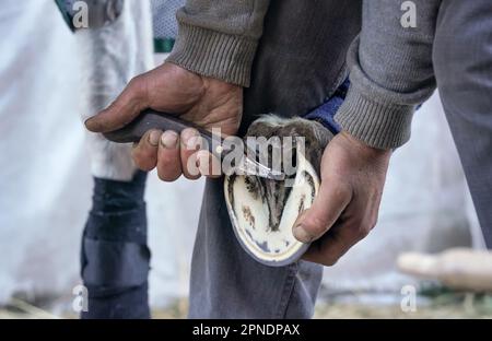 Man using pick knife tool to clean horse hoof, before applying new horseshoe. Closeup up detail to hands holding animal feet Stock Photo