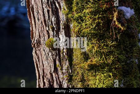 Sun shines on fine green moss growing in forest on tree - melting snow near, closeup macro detail Stock Photo