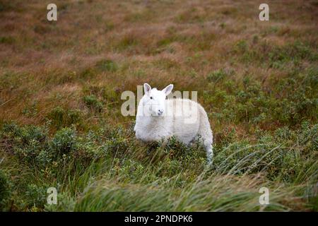 Sheep in field isle of skye highlands scotland uk Stock Photo