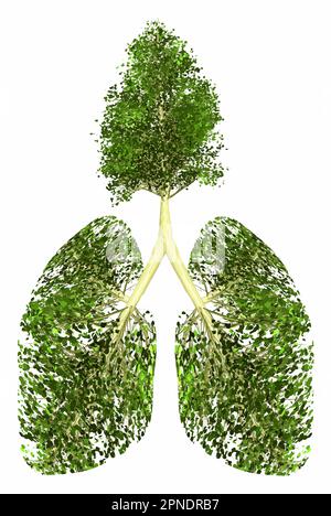 A tree and human lungs are together to show the need for trees to produce oxygen in the atmosphere. This is a vetor. Stock Vector