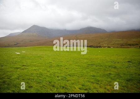 green grass field with sheep by misty mountains, isle of skye, scotland, uk Stock Photo