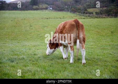 cow grazing on an overcast day, isle of skye, scotland highlands, uk Stock Photo