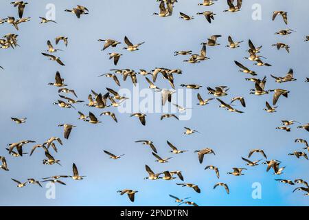 Migrating Cackling Geese (Branta hutchinsii) Stock Photo