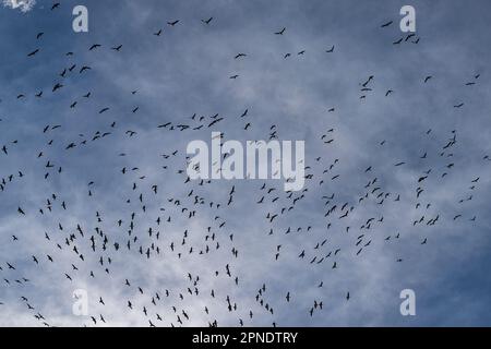 Migrating Cackling Geese (Branta hutchinsii) Stock Photo